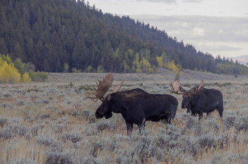 Pair of Bull Moose in Grand Teton National Park Wyoming in Autumn