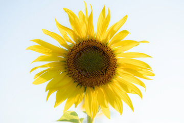 福岡-【柳川ひまわり園】