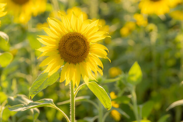 福岡-【柳川ひまわり園】