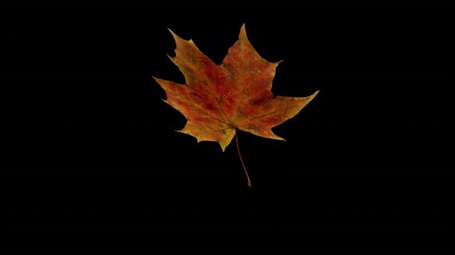 A single autumn leaf slowly spins and floats on a transparent background. Because the leaf stays fully within frame, you can place and animate it anywhere &mdash; let it drift across the screen, circle arou
