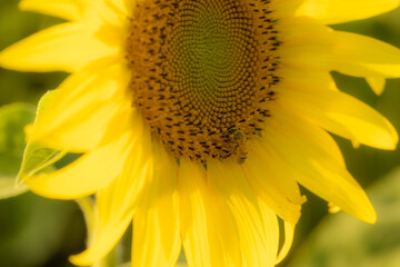 福岡-【柳川ひまわり園】
