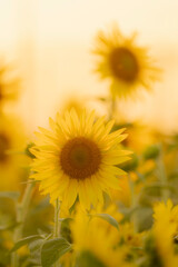 福岡-【柳川ひまわり園】