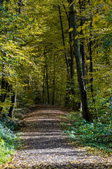 Waldweg im Herbst