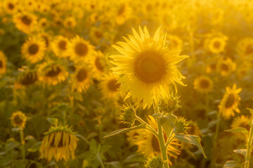 福岡-【柳川ひまわり園】
