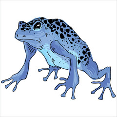 Blue toad with black spots. Dendrobates tinctorius azureus. Colorful, vector illustration. Picturesque. Unique stylization. Print on sketchbooks, stickers, postcards, cups, clothes, posters. Biologic.