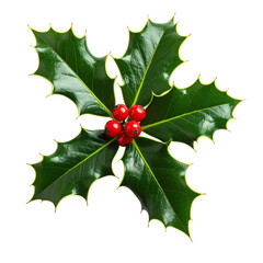 Glossy green holly sprig with bright red berries on a black background