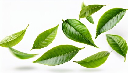 realistic green tea leaves in motion flying on white background