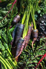 Overhead view of colorful chard and purple carrots on traditional terracotta tile floor in hard sunlight