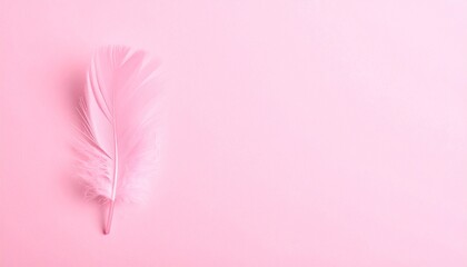 Light Pink Feather on Solid Pink Background in Minimalist Composition
