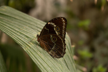 butterfly on leaf