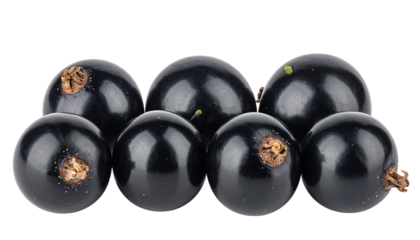 A close-up of seven black currants, showing stems and blossom ends, arranged closely together on a white background