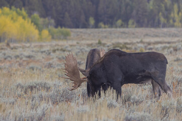 Bull Moose Fighting in the Rut in Autumn in Grand Teton National Park Wyoming