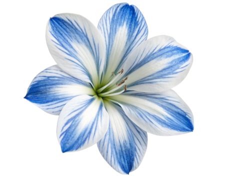 blue flower isolated on white background