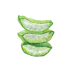 水彩で描いたアロエの断面のイラスト