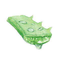 水彩で描いたアロエの断面のイラスト　アロエのしずく