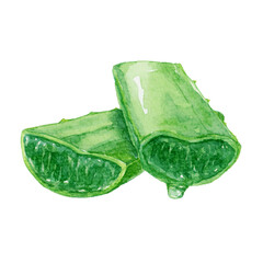 水彩で描いたアロエの断面のイラスト　アロエのしずく