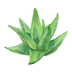 水彩イラスト　アロエの株