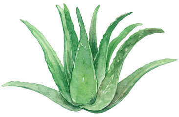 水彩イラスト　アロエの株