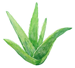 水彩イラスト　アロエの株