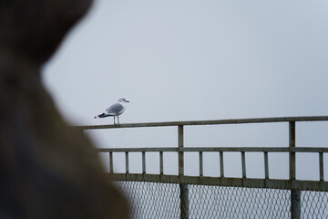 A seagull rests on a fence in soft morning fog.