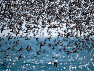 Fototapeta premium massive flock of birds soars in synchronized motion over a shimmering ocean, capturing the energy and grace of migration in a dazzling coastal scene