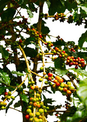 Red and green coffee beans on the coffee plant on clear background