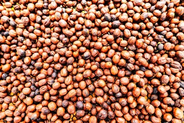Red coffee cherries drying on the raised beds in top view fro coffee wallpaper concept	
