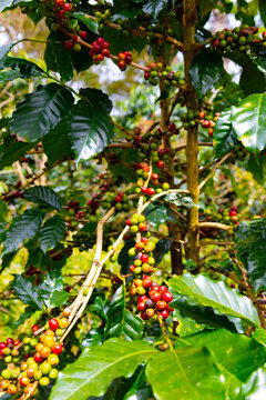 Red and green coffee beans on the coffee plant on