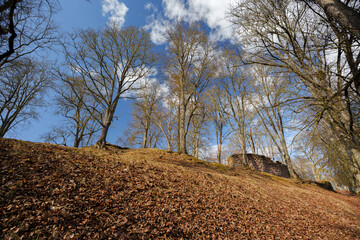 Ruins of a Medieval Stone Wall with Bare Trees and Sunburst