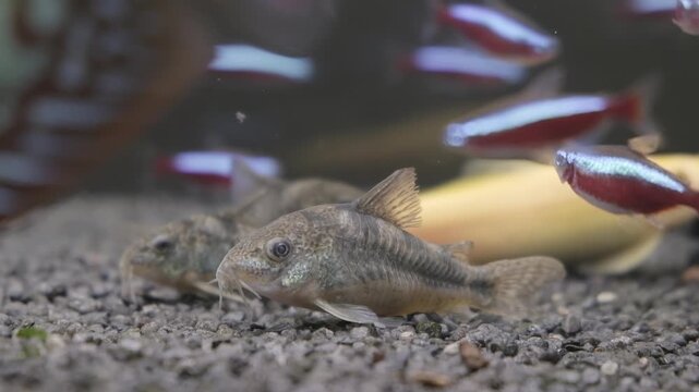 Corydoras and Neon Tetra Fish in Detailed Aquarium Tank