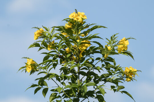 Yellow flower, Yellow elder
