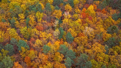 Aerial view of colorful autumn treetops in October.