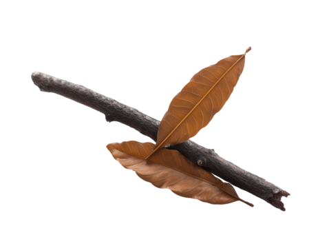 Single elongated twig with two dried leaves on transparent background