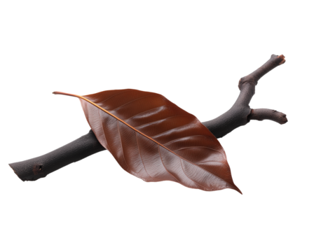Close-up of a single large reddish-brown leaf on a dark brown twisted branch, isolated on transparent background