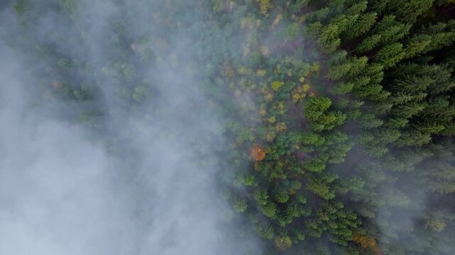 Aerial View of Lush Forests Surrounded by Misty Fog