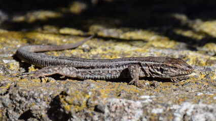 lizard on the rock