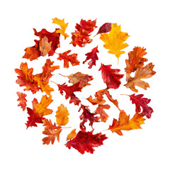 Fototapeta premium Circular composition of autumn leaves with transparent background