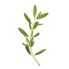 Obraz premium Close-up of a delicate plant stem with vibrant green leaves on transparent background