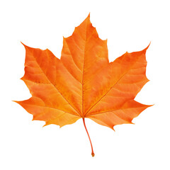 Obraz premium Single vibrant autumn maple leaf with transparent background