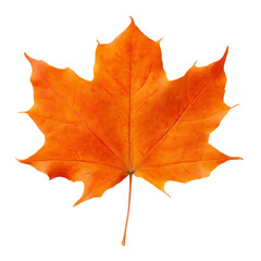 Obraz premium Single vibrant autumn leaf with intricate veining on transparent background