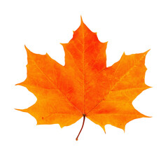 Obraz premium Single autumn leaf with orange and yellow tones on transparent background