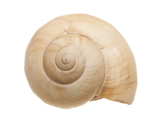 Single light beige seashell with spiral pattern on transparent background