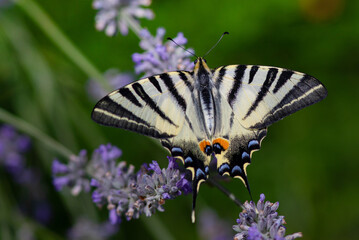 Papillon Flambé