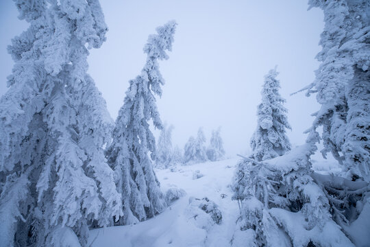 Snow-covered forest in winter