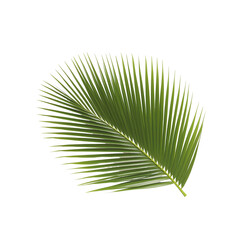 Obraz premium Single vibrant green palm leaf with intricate details on transparent background