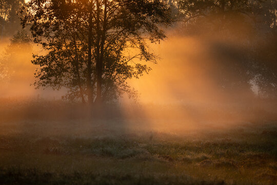 Sunset Light Through Misty Trees