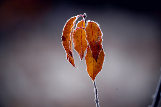 Frost-Covered Autumn Leaves