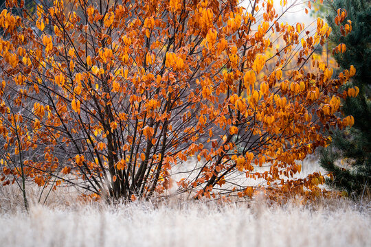 Autumn Tree with Orange Foliage