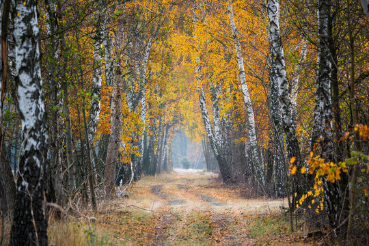 Pathway Through Autumn Birch Forest