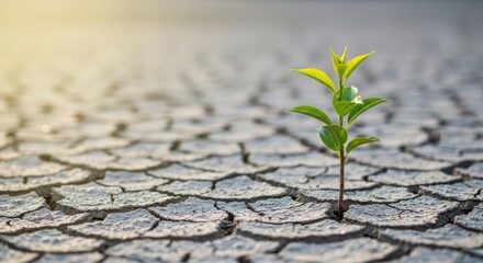 Small green plant growing through cracked soil, symbolizing hope and resilience in the face of adversity